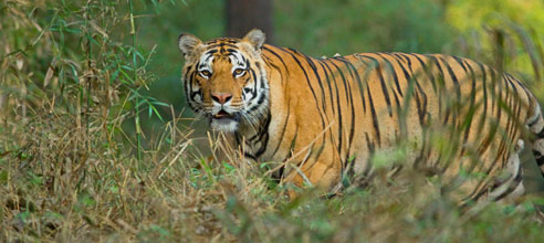 bandhavgarh national park jeep safari booking