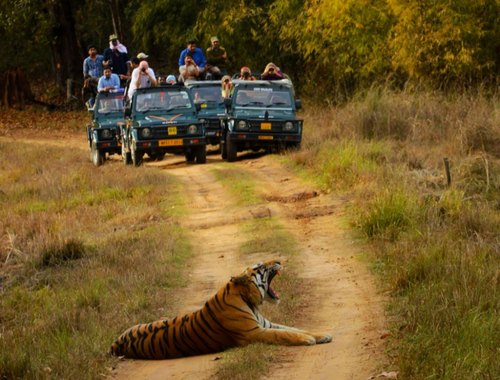 bandhavgarh national park safari booking rates