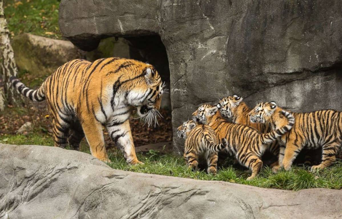 Royal Kids being spotted during safari in Bhandhavgarh