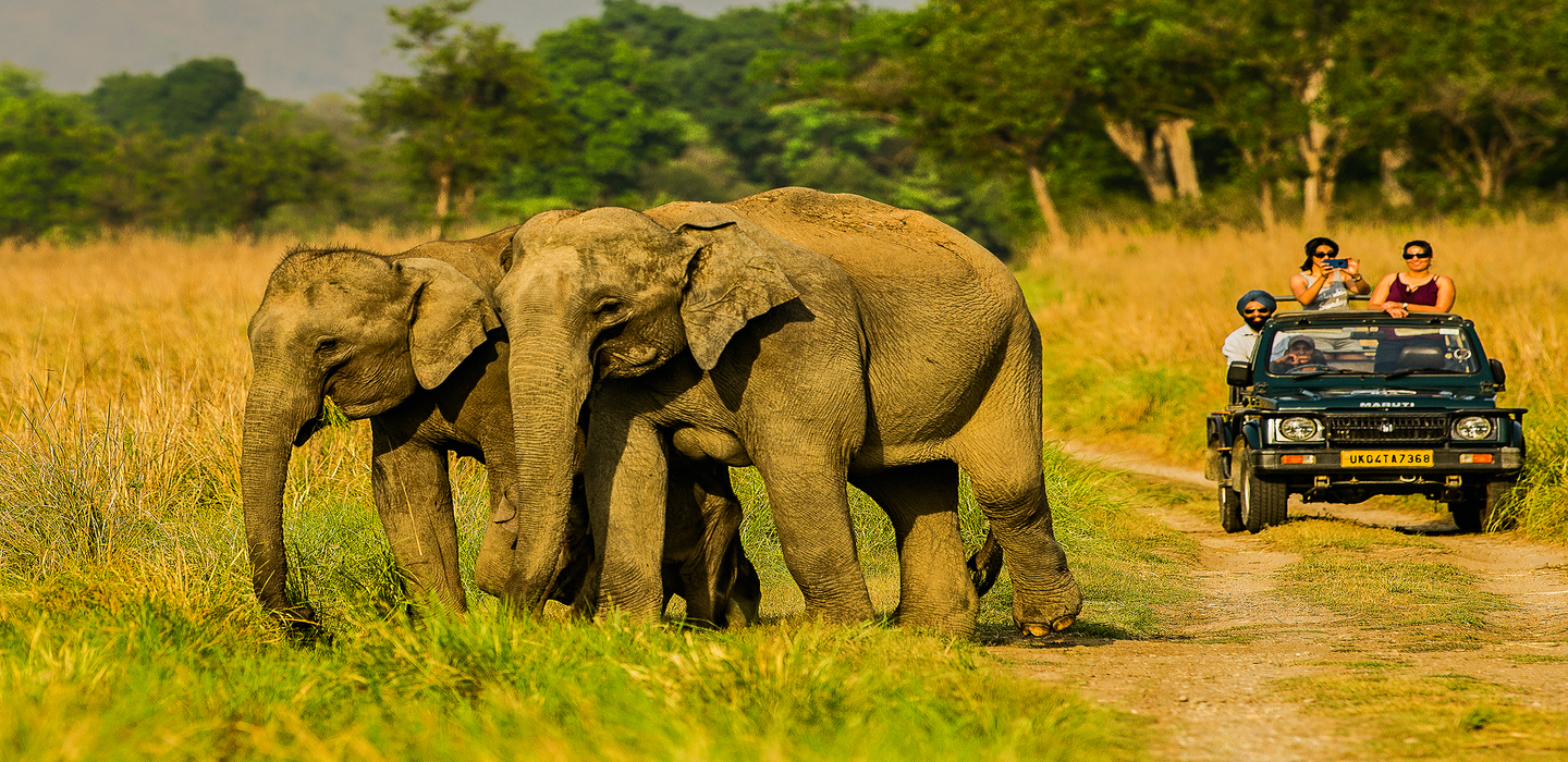 bandhavgarh national park jeep safari booking