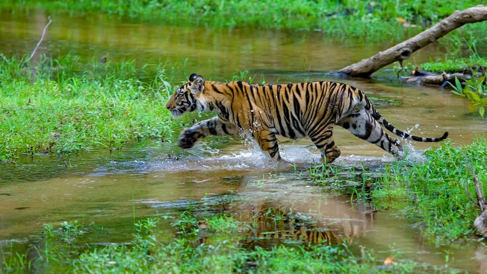 Bandhavgarh National Park: Best Park to Witness Wilderness
