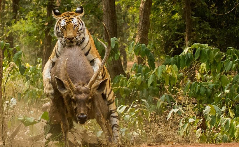 Here you get the real definition of wildlife: Bandhavgarh National Park