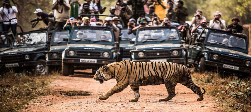 Make Your Travel Game Strong With Bandhavgarh National Park