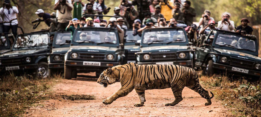 Make your Travel Game Strong with Bandhavgarh National Park