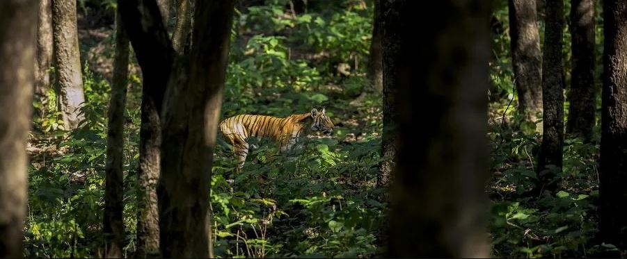 Bandhavgarh National Park: Here’s why you should grab Wildlife Richness