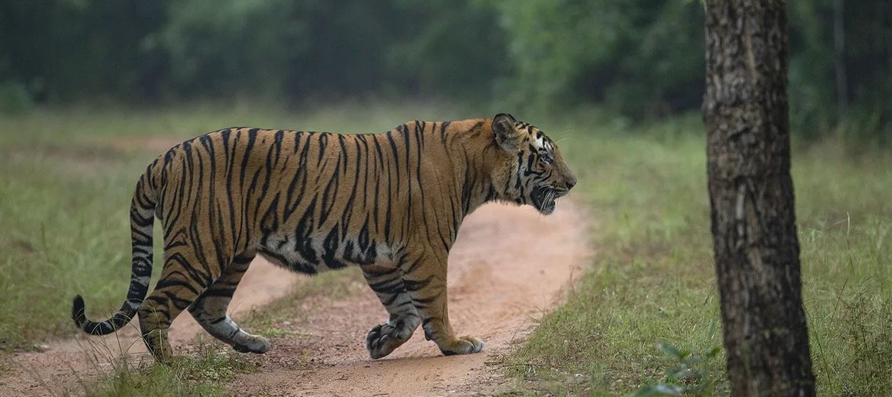 Relocate Happiness in Bandhavgarh National Park