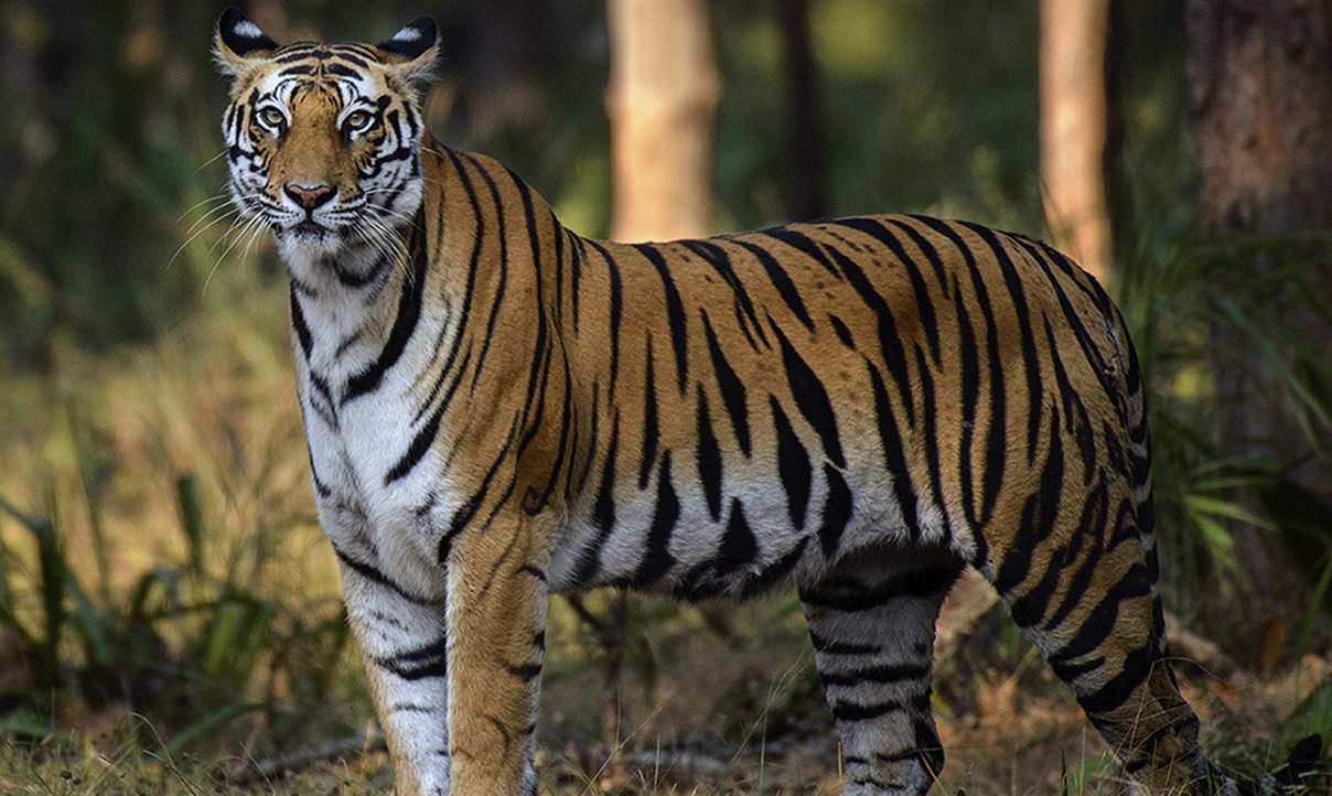 There Will Be Two New Tiger Safaris in the Madhya Pradesh
