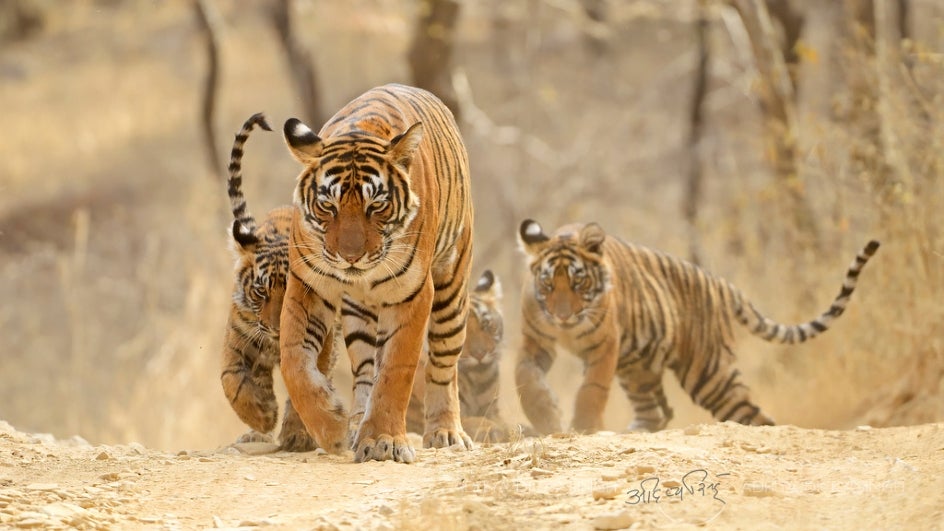 Tiger Death Toll Reaches 15 in Four Months in Bandhavgarh National Park