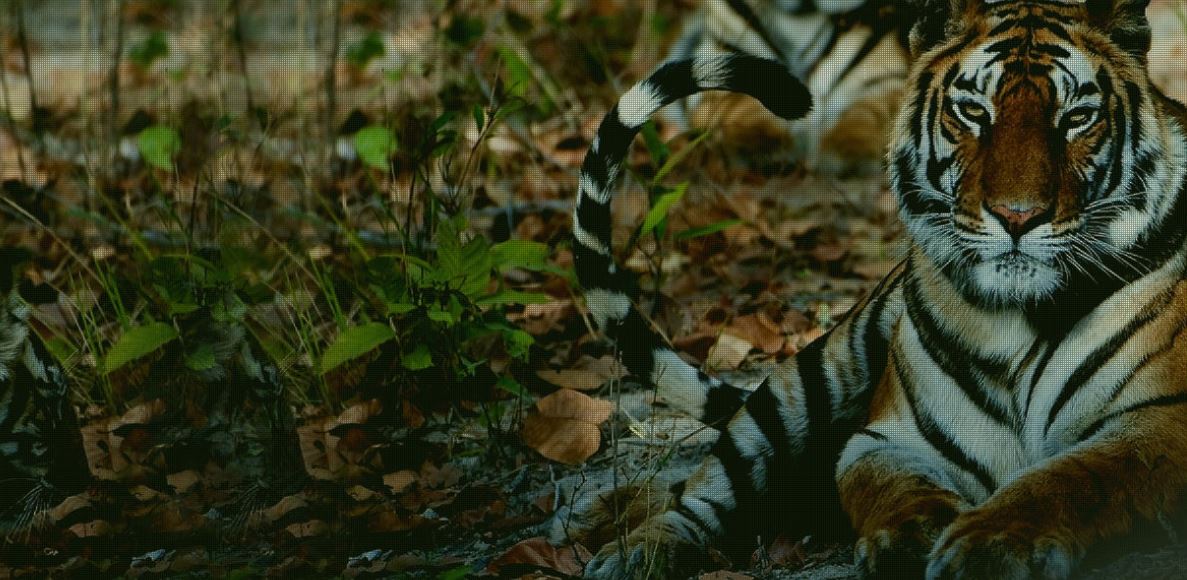 Bandhavgarh National Park: Ultimate Wonder