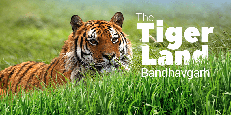 Here’s How You Can Make Bandhavgarh National Park Trip Best
