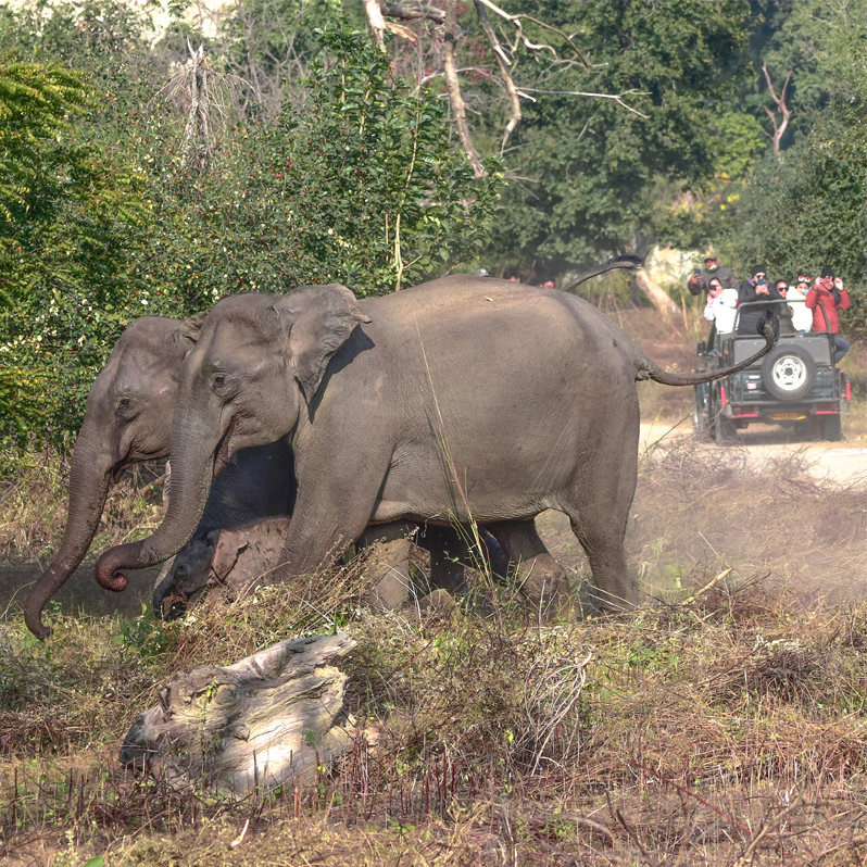 Khajuraho Bandhavgarh National Park Tour with 2 Jeep Safari