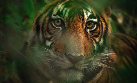 bandhavgarh national park banner