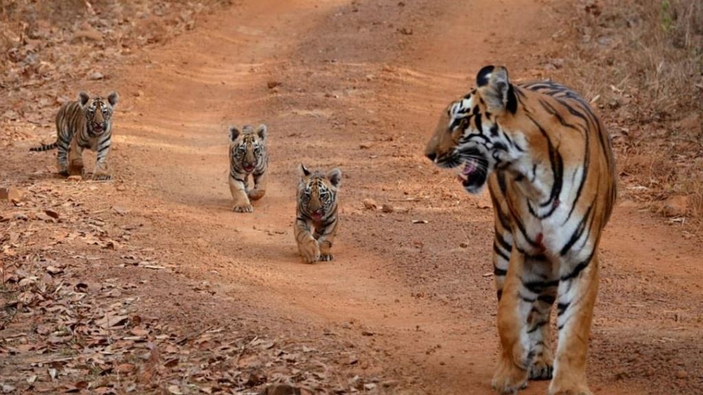 Tigress Tara gave birth 4 cubs in Bandhavgarh National Park