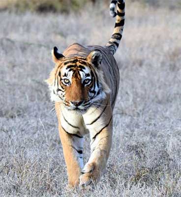 about bandhavgarh park