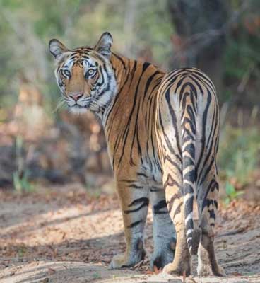 about bandhavgarh