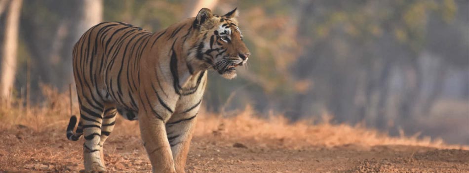 Bandhavgarh Experience: From Tiger Spotting to Bird Watching