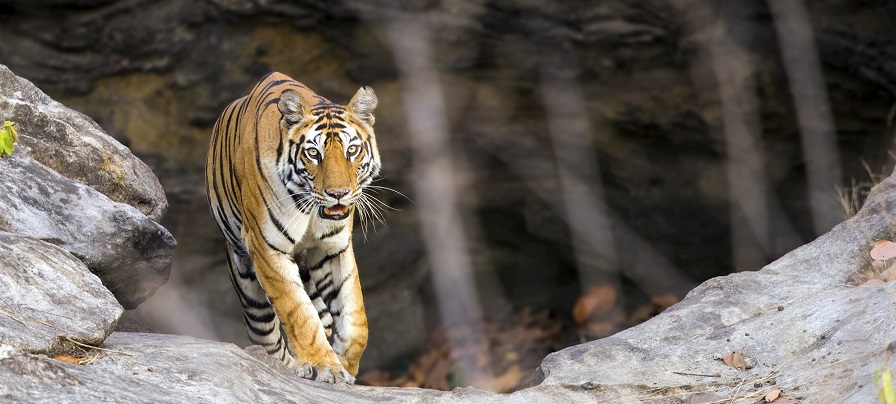Bandhavgarh National Park – A Lifeline for Tigers in India