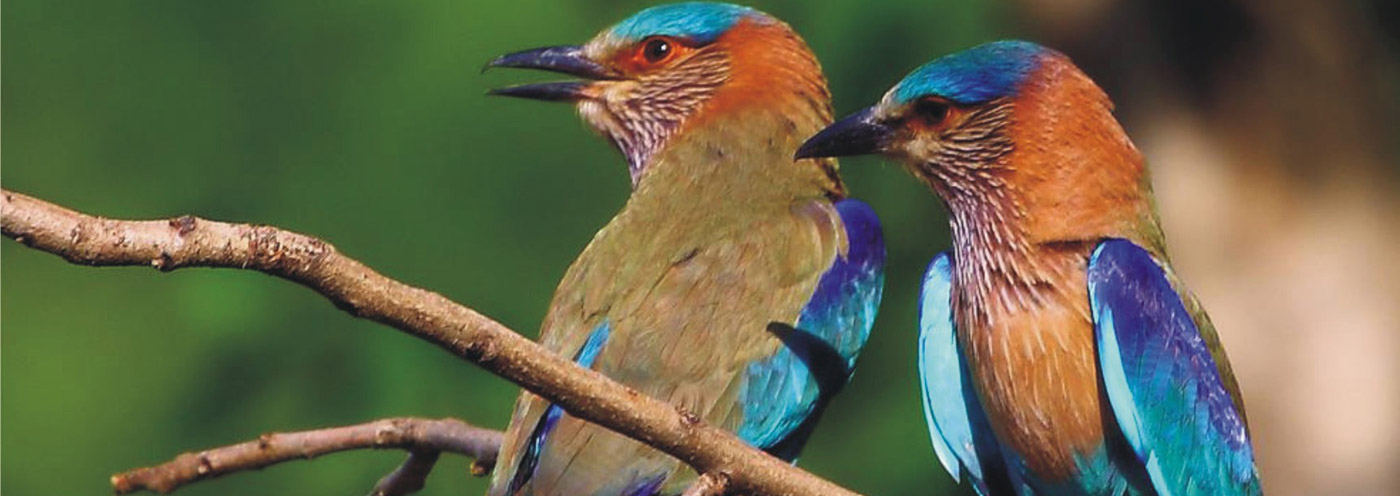 Birds of Bandhavgarh National Park Madhya Pradesh, India