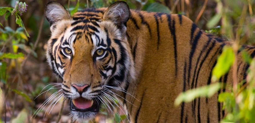 Get Acquainted with the Fascinating History and Geography of Bandhavgarh!