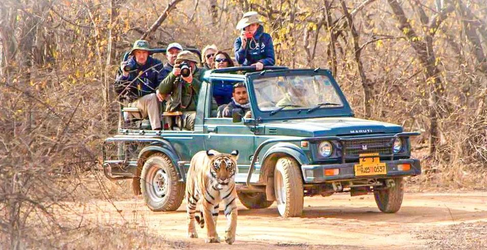 Jeep Safari in Bandhavgarh National Park, Madhya Pradesh, India