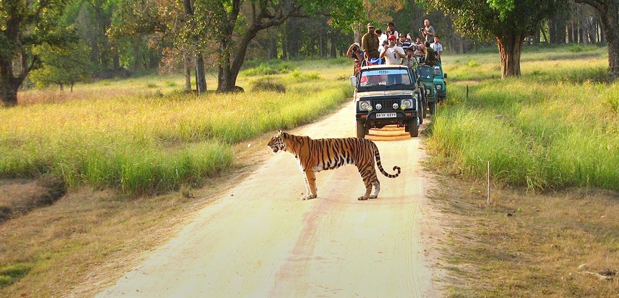 bandhavgarh national park safari booking price