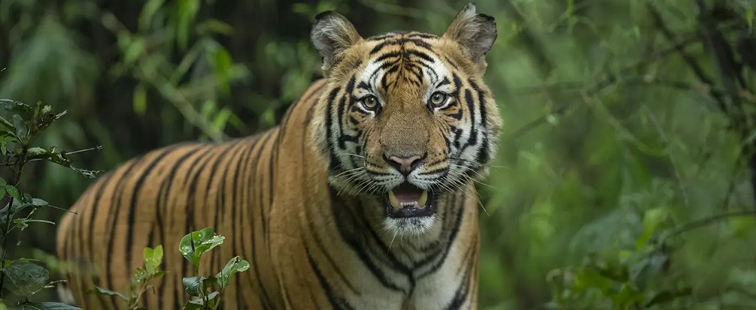 Tour Plan for Bandhavgarh Tiger Safari from Mumbai