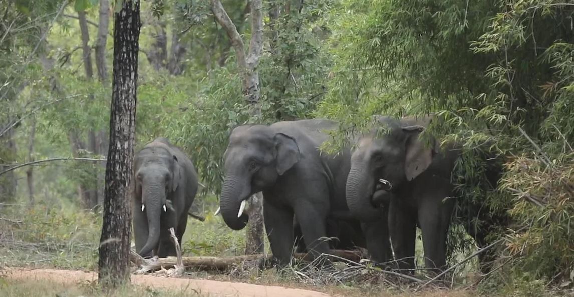 ‘Salim’ fell in love with 58 year old ‘Anarkali’ in Bandhavgarh Tiger Reserve of Madhya Pradesh