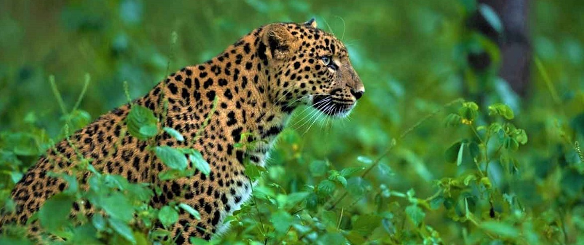 Best 3 Wildlife Destinations to Explore from Jabalpur