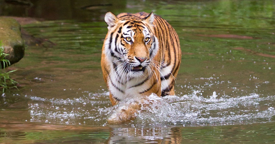 Bandhavgarh National Park in Monsoon