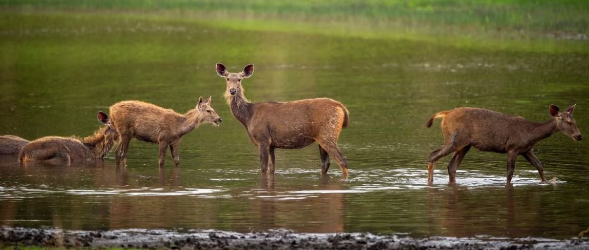 Last-Minute Bandhavgarh Safari Booking Tips for the Best Experience