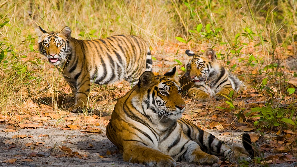 Expert Tips for visiting Bandhavgarh National Park