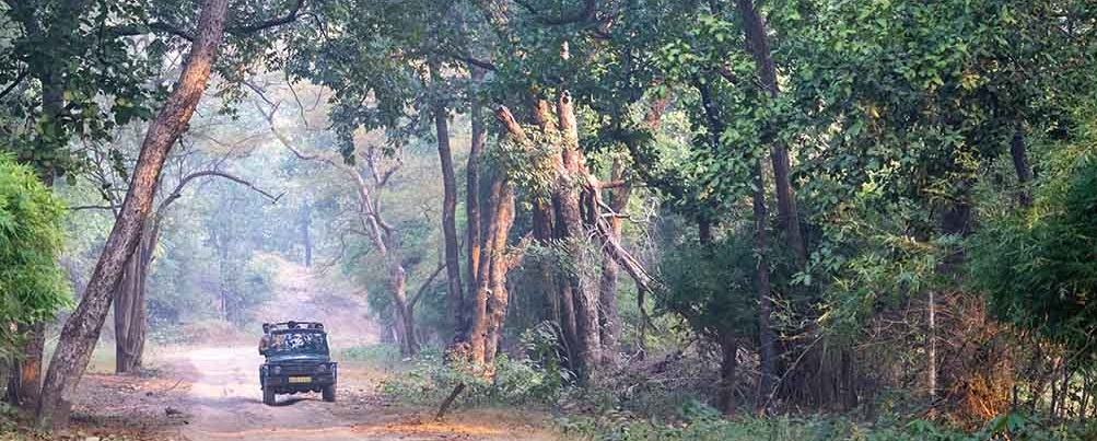 Unforgettable Experiences: Bandhavgarh Safari Tours Revealed