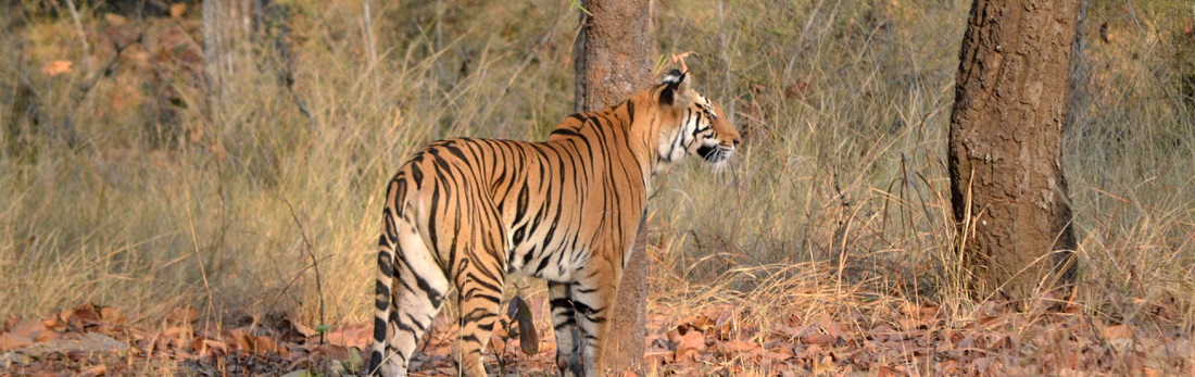 Top 3 National Parks in Madhya Pradesh