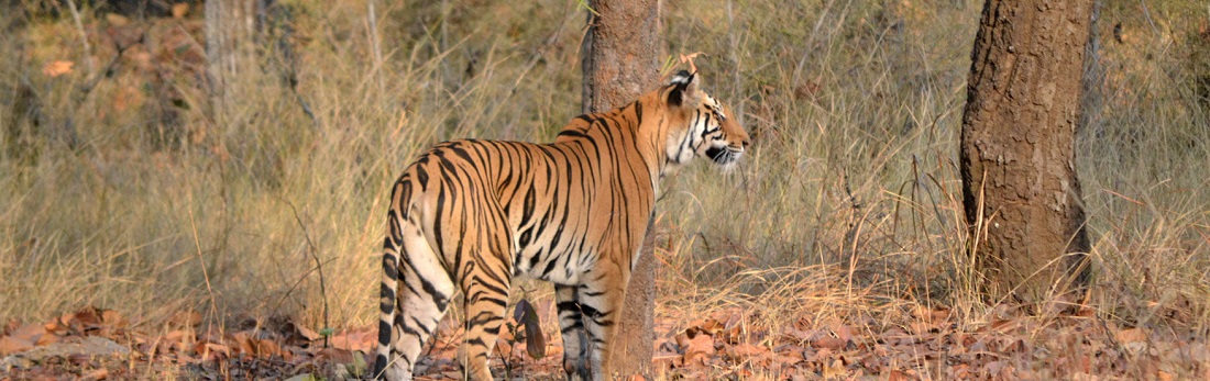 Unforgettable Experiences: Bandhavgarh Safari Tours Revealed