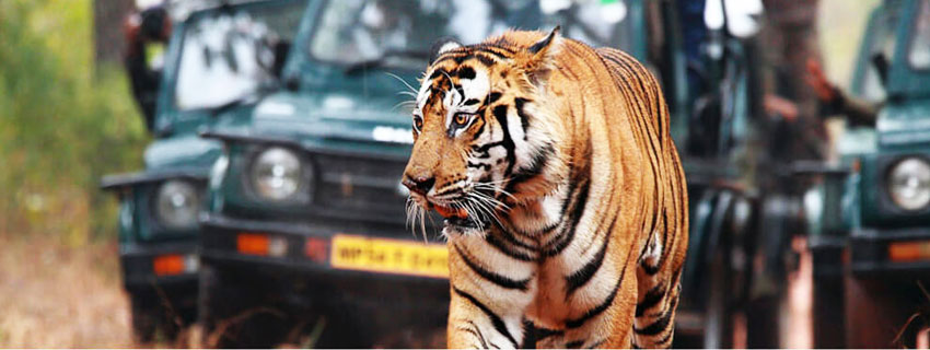 Time to Meet Tiger Again in Bandhavgarh Tiger Reserve