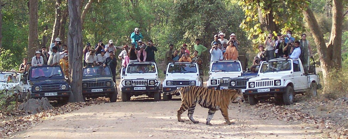 Essential Tips for First-Time Visitors to Bandhavgarh