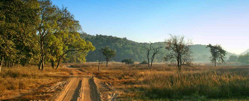 Witness the Nature in Abundance of Bandhavgarh National Park
