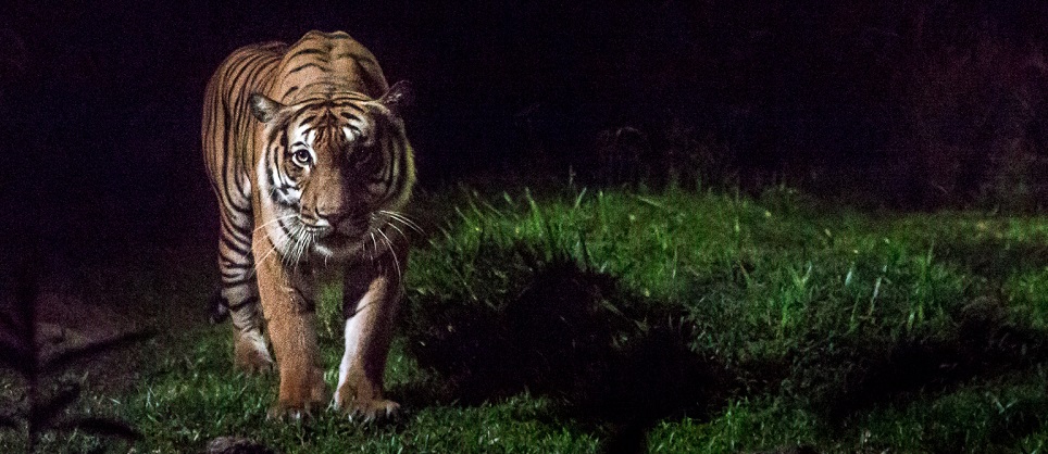 Night Safari in Bandhavgarh National Park