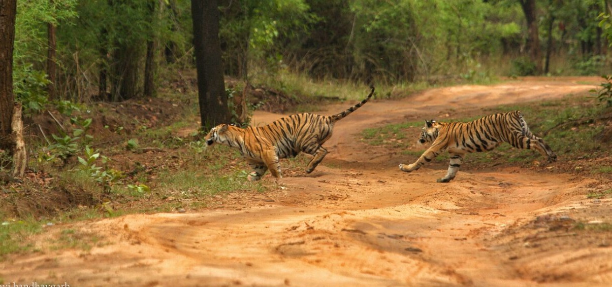 Guide to Plan Bandhavgarh Safari Tour for Christmas Long Weekend 2025