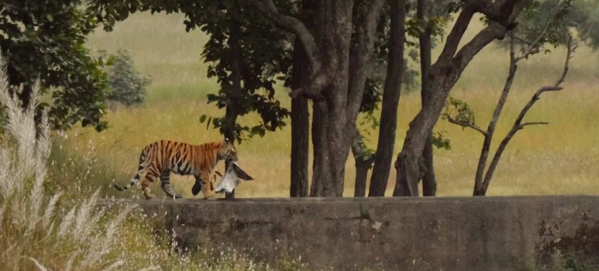 Foreigners came to Bandhavgarh from Vietnam to Learn How to save forests