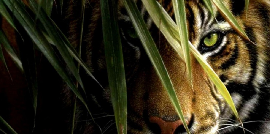 Know Safari Zones in Bandhavgarh National Park