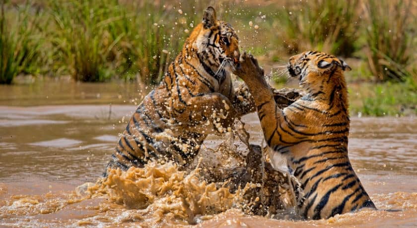 Bandhavgarh National Park: Wildlife Retreat in 2023