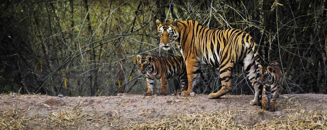 Make Your Summer Vacation Lively In Bandhavgarh National Park