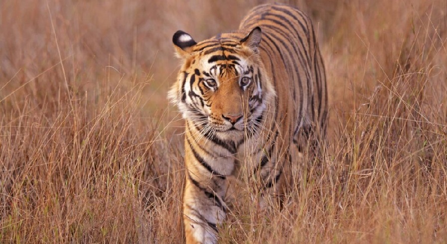 Some Major Unique attractions of Bandhavgarh National Park