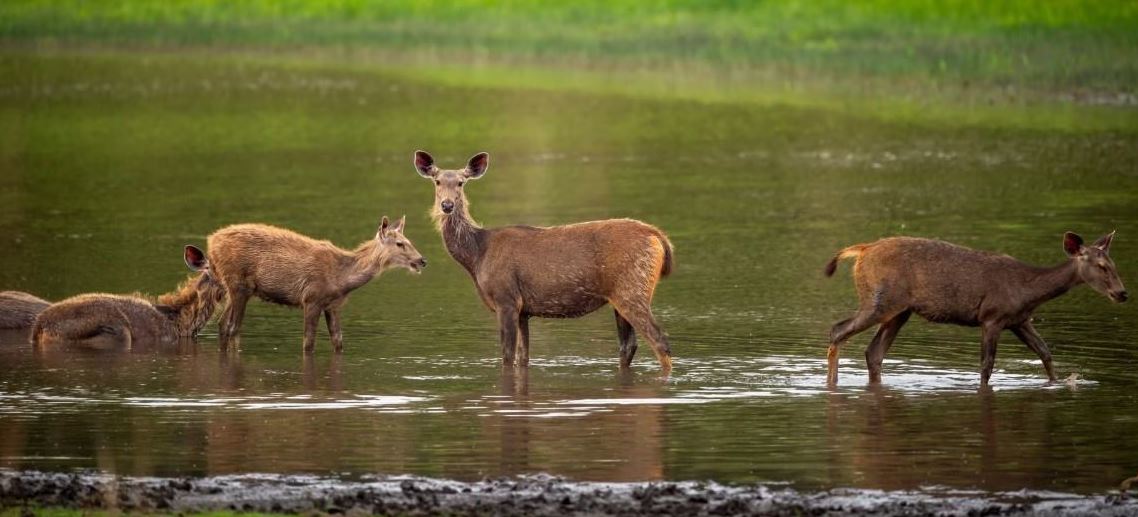 Is it Worth Planning a Bandhavgarh Wildlife Safari in April?