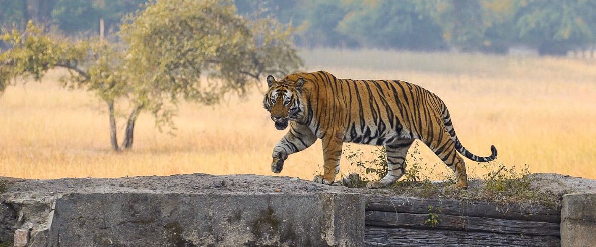 Detailed Weekend Tour Guide to Bandhavgarh from Prayagraj