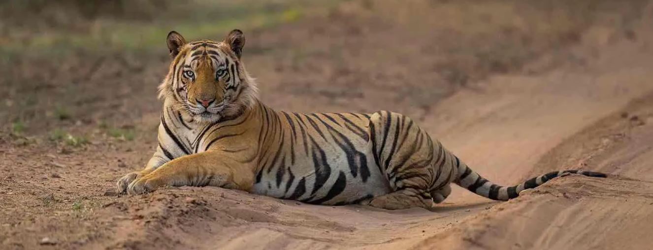 Affordable Bandhavgarh Tour Package for 2 Days with 1 Jeep Safari