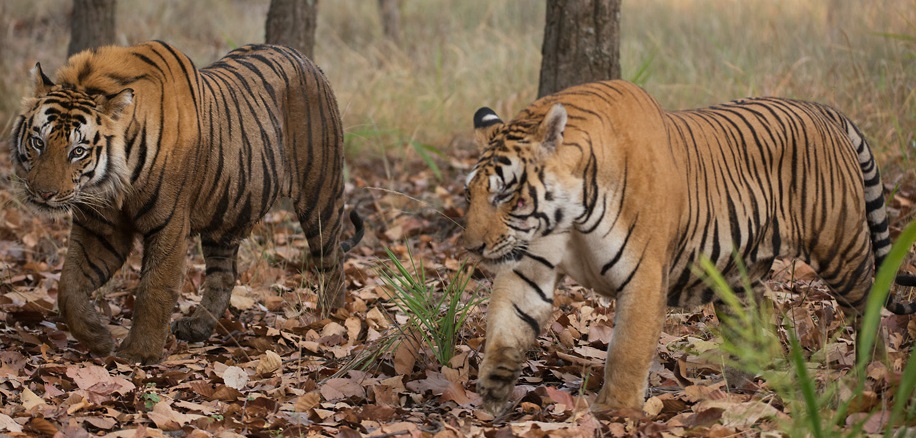 Thrilled to see Dottie tigress wandering the Bandhavgarh forest with a female cub