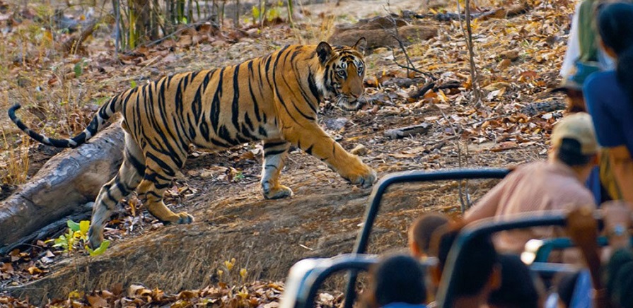 Bandhavgarh: Least Explored place to see on this Valentine’s Day