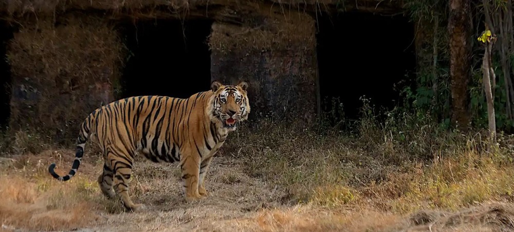 Bandhavgarh Wildlife Tour Itinerary for First-Time Visitors